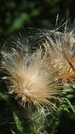 White fluff on a thistle flower on a blurred background