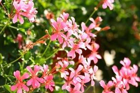 pink geranium flowers on a bush in the garden