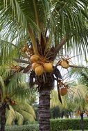 cuba tropical summer