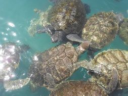 turtle water nature