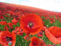 endless plantation of red poppy