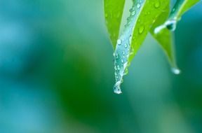 rain drops macro