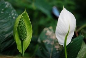 white flower of an exotic plant