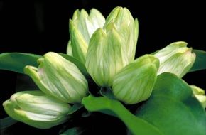 bouquet of white gentian