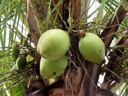 coconuts green fruits close