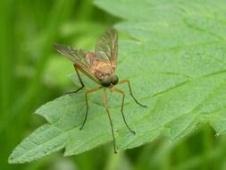 mosquito on a green leaf