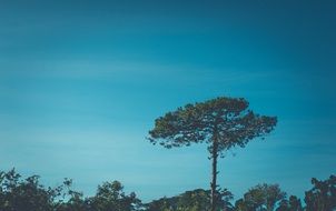 tall pine tree in the forest