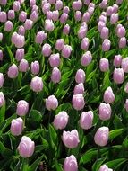 sea of purple tulips