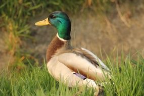 Duck drake on grass