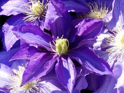 Dark purple clematis flower