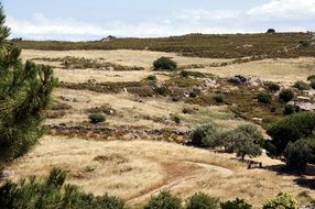 Fields in Corsica