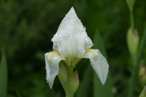 white iris in water drops close up