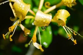 Yellow honeysuckle bloom with waterfall drops