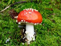 closeup photo of White and red mushroom in the forest