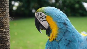 exotic parrot profile