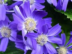 purple gerbera blossom plant