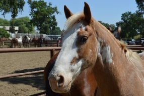 horse rodeo on Talahi island