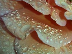 raindrop on rose bloom flower macro