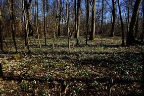 idyllic spring forest scenery