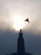 silhouette of a bird in the morning stormy sky