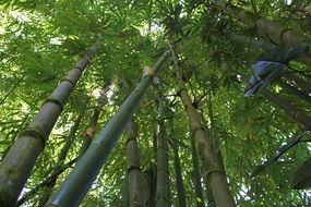 landscape of bamboo jungle forest in hawaii