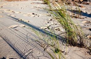 Plants on a sand beach