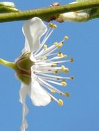 Side view of the beautiful white flower of wild plum at blue sky background