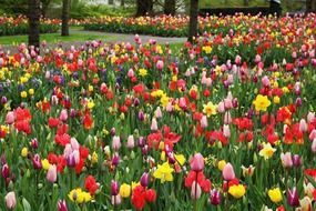 beautiful and colorful tulip garden among other plants in Netherlands