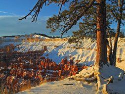 evergreen trees on sandstone in Bryce Canyon