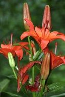 closeup picture of red attractive lily blossoms