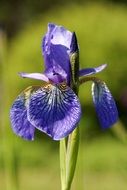 iris flower