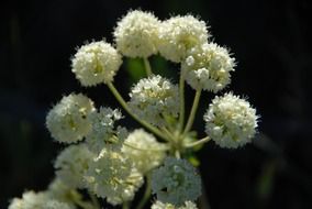 beautiful white parsnip flower