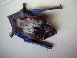 bat night mouse