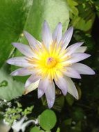 Close-up of a beautiful yellow flower with purple petals