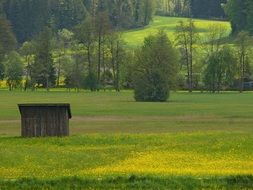 Landscape Picture of the spring meadow