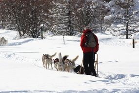 man riding dog sled at winter forest