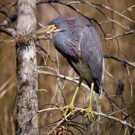 tricolor heron on a tree branch