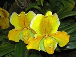 Yellow orchids plants