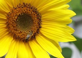sunflower nature