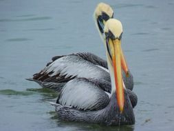 Beautiful and colorful couple of pelicans on the water