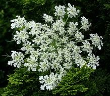 closeup photo of white plant of a queen anns lace