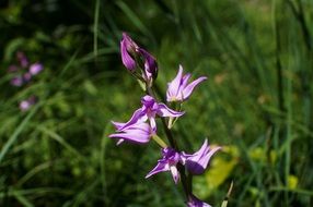 red helleborine close-up