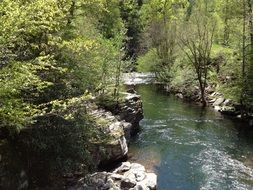 a cold stream flows in the forest