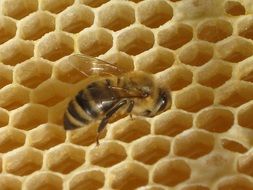 closeup photo of honey bee on honeycombs