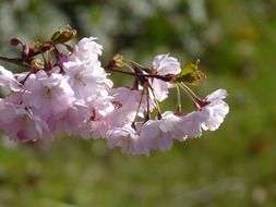 pink flowers of the decorative cherries