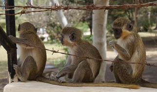 three monkeys sit behind barbed wire fence