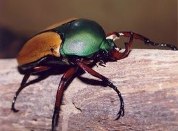 green beetle on a tree trunk