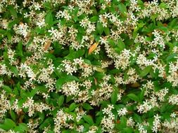 Tiny jasmine flowers