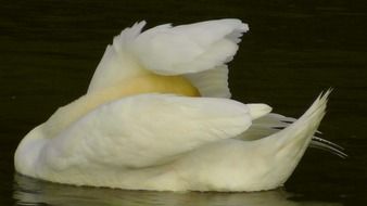 swan swans water waters gooseneck