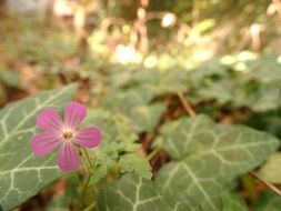 beautiful pink flower in a forest